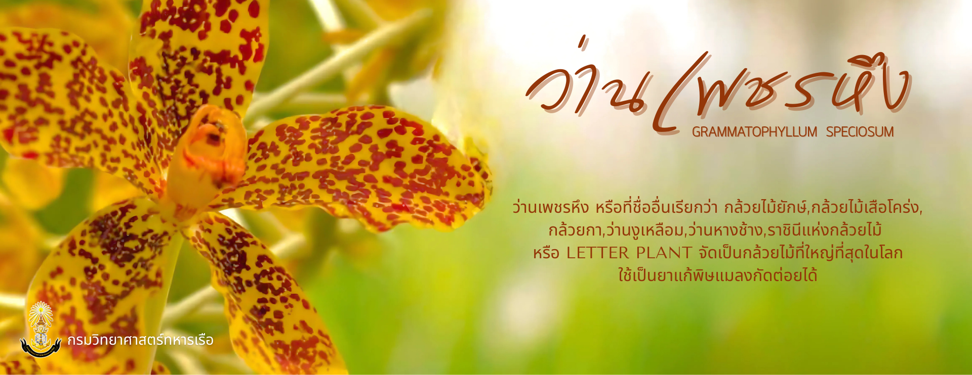 Big_Banner-68b93508dcebf.png